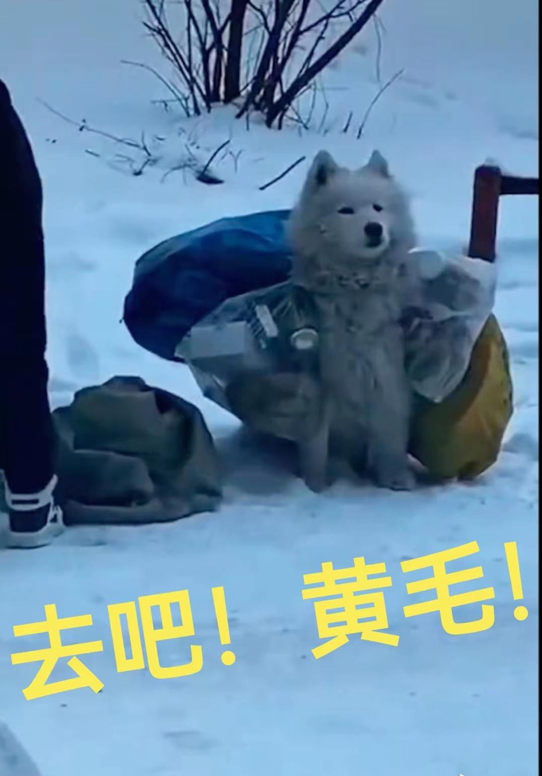 去吧!黄毛!